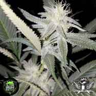 In House Genetics Divine Kush Breath