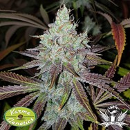 Karma Genetics Seeds Mango Lassi