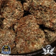 Night Owl Seeds Spice Melange