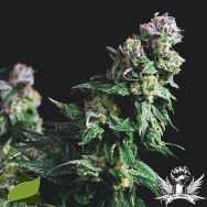 Pyramid Seeds Purple Urkle