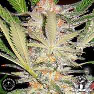 Sagarmatha Seeds Black Domina Automatic