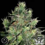 Sagarmatha Seeds Midnite Blue