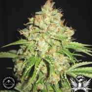 Sagarmatha Seeds White Widow #2