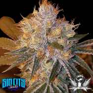 SinCity Seeds Ghouls N Ghosts