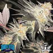 SinCity Seeds Toucan Sam