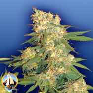 Flying Dutchmen Seeds Aurora B