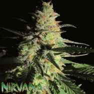 Nirvana Seeds Aurora Indica