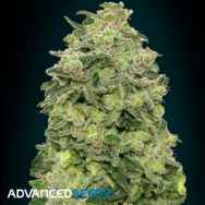 Advanced Seeds Auto Afghan Skunk