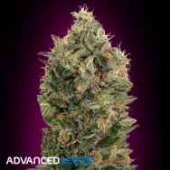 Advanced Seeds Auto Black Diesel