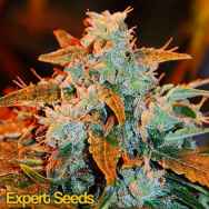 Expert Seeds AutoBlueberry