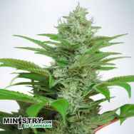 Ministry of Cannabis AUTO CBD Star