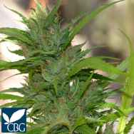 Cannabiogen Seeds AUTO CBG