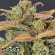 CBD Seeds Auto Critical