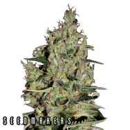 Seedmakers Seeds Auto Critical