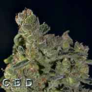 CBD Seeds Auto Diesel