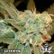 Genehtik Seeds Ese T.Bilbo AUTO