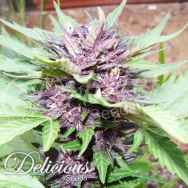 Delicious Seeds AUTO Dark Purple AKA AUTO Jota Mayuscula Purple