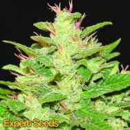 Expert Seeds Auto Kush