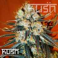 Kush Cannabis Seeds Auto Kush