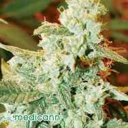 Medicann Seeds AUTO Kush Fromage