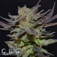 CBD Seeds Auto Lavender