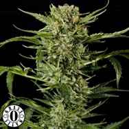 Grass O Matic Seeds Auto Mass