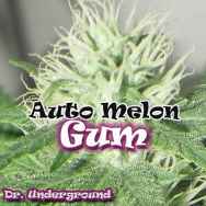 Dr. Underground Seeds AUTO Melon Gum