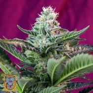 Sweet Seeds AUTO Mohan Ram