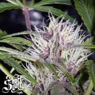 Short Stuff Seeds AUTO Pink Grapefruit