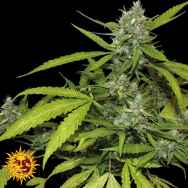 Barneys Farm Seeds Auto Sweet Tooth