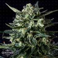 Genofarm Seeds Thunder Haze AUTO