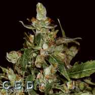 CBD Seeds Auto Widow