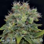 CBD Seeds Auto Yumbolt