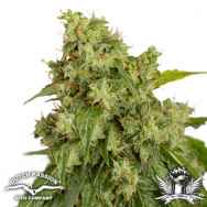 Dutch Passion Seeds AUTO Xtreme