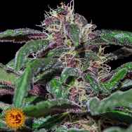 Barneys Farm Seeds Ayahuasca Purple