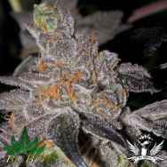 BC Bud Depot Seeds Animal Cookies