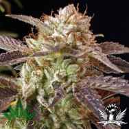 BC Bud Depot Seeds BC Kush