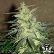 BC Bud Depot Seeds BC Mango