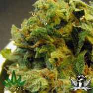 BC Bud Depot Seeds Burmese