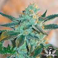 BC Bud Depot Seeds Fire Og BX3