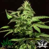 BC Bud Depot Seeds Jack Herer