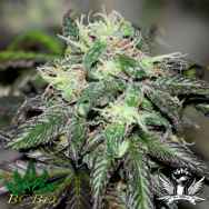 BC Bud Depot Seeds Purple Buddha