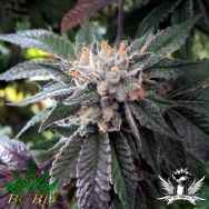 BC Bud Depot Seeds Shiatsu Kush