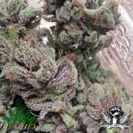 BC Bud Depot Seeds SoCal Master Kush