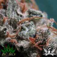 BC Bud Depot Seeds Sweet God