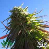 BC Bud Depot Seeds Texada Timewarp