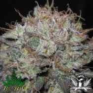 BC Bud Depot Seeds The Big