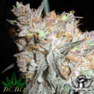 BC Bud Depot Seeds The Black