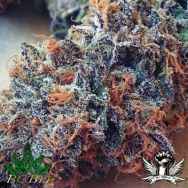 BC Bud Depot Seeds Ultimate Purple