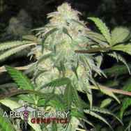 Apothecary Genetics Seeds BWB OG (XXX x OG)